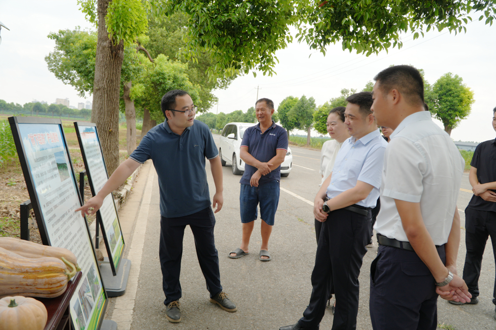 龙泉街道果园社区晚稻种植点3